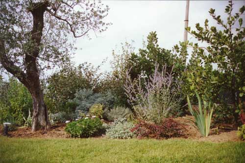 berberis-rose glow.jpg